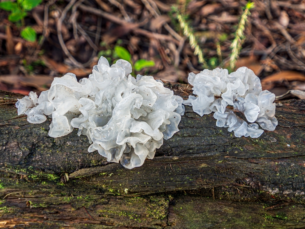 Tremella,Fuciformis,Snow,Or,Jelly,Fungus