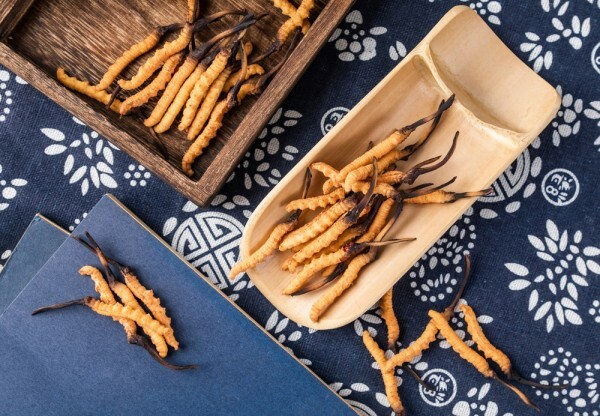 7 fapte foarte surprinztoare despre ciuperca Cordyceps