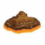 BIO pulbere Chaga