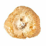 BIO pulbere Hericium